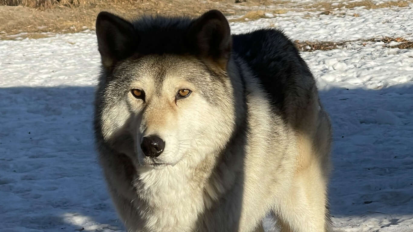 Aurora Adventure Winter in the Canadian Rockies & the Yukon